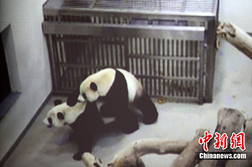 Tuantuan and Yuanyuan had first crush on February 11, 2011.