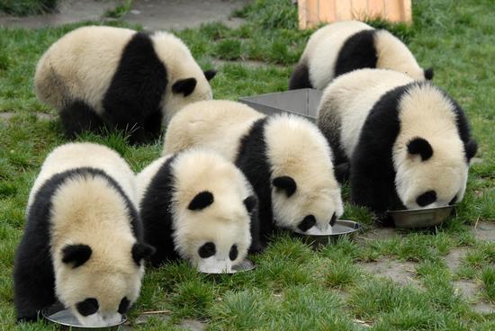Sichuan Giant Panda Sanctuaries is home to more than 30% of the world's pandas. 