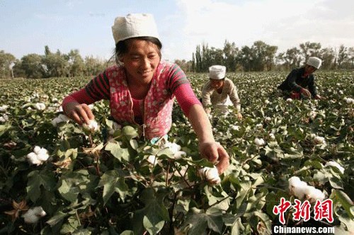 Workers start picking cotton on August 27 at farms run by the Xinjiang Production and Construction Corps near Korla City, capital of the Bayingolin Mongol Autonomous Prefecture. 