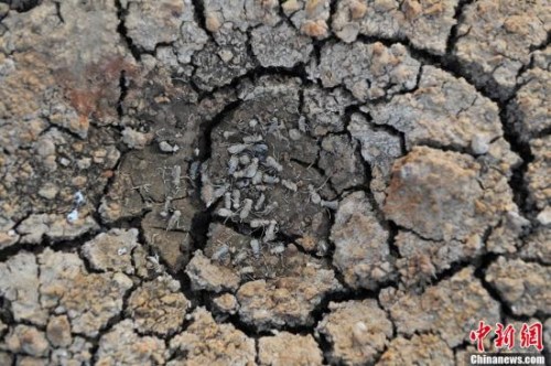 Photo taken on Feb. 20 shows some aquatic insects die in a dry reservoir in Yongen county, Yunnan province.  (CNS Photo)