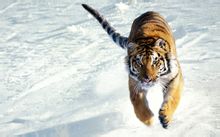 Siberian tiger [File photo]