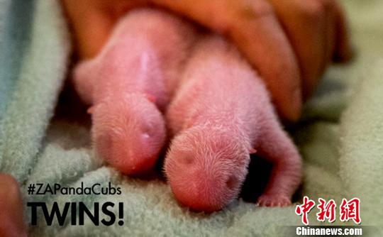 Lun Lun, a 15-year-old giant panda, gives birth to twins at Zoo Atlanta in the United States on July 16, 2013.. (CNS Photo)