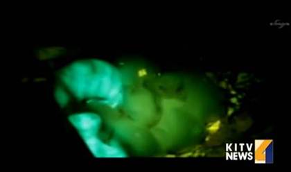 A rabbit glows in the dark. (Photo source: Taiwan media)