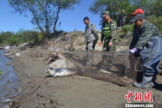 Border police and local fishermen release the underage leopard seal. [Photo: CNS/Wang Qinghua]