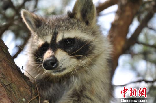 Diandian, one of 48 raccoons at the Yunnan Wild Animal Park, is missing.[Photo: chinanews.com/ Bai Tuo]