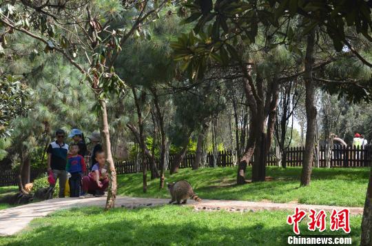 Visitors play with raccoons in the park. [Photo: chinanews.com/ Bai Tuo]
