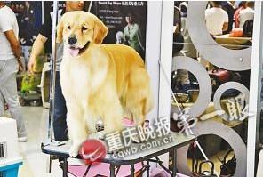 The golden retriever named Jin Chan. [Photo: Chongqing Evening News]