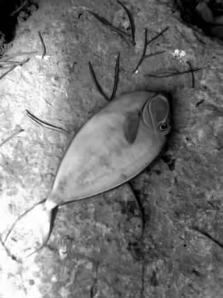 A dead tropical fish.