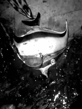 A dead tropical fish.