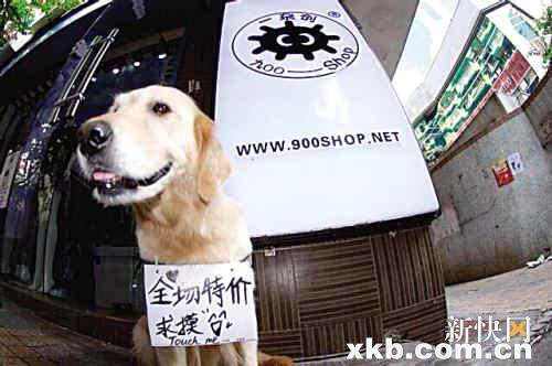 Kele, a 5-year-old golden retriever, stood outside a clothing store in Guangzhou to attract clients, wearing a sign on his neck, All in promotion and Pet me. [Photo: xkb.com.cn]
