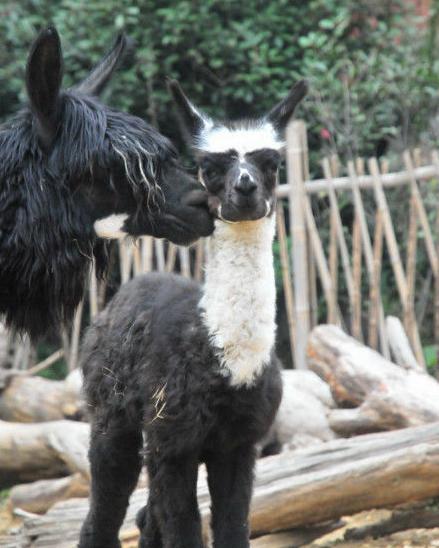 (Photo source: screenshot from Hangzhou Zoo's official Weibo)