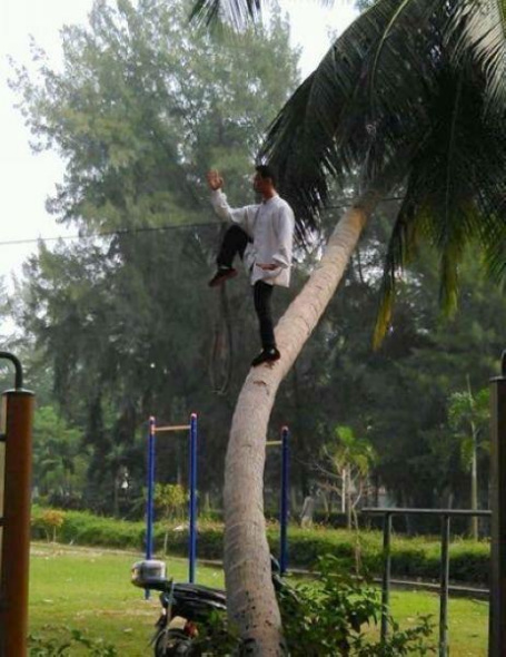 The man stands on the bending trunk of a coconut tree and strikes different kung fu gestures in each photo with composure and ease.