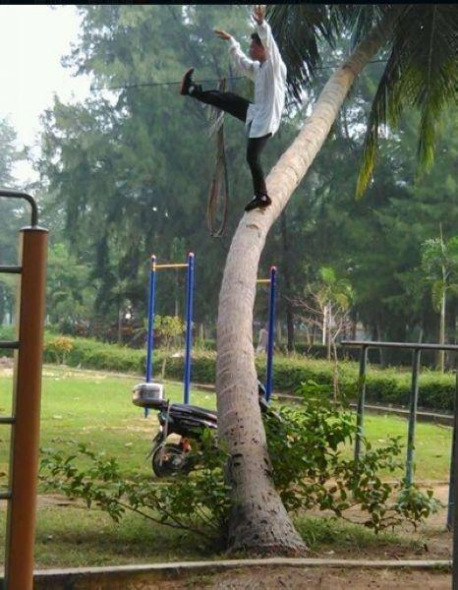 The man stands on the bending trunk of a coconut tree and strikes different kung fu gestures in each photo with composure and ease.