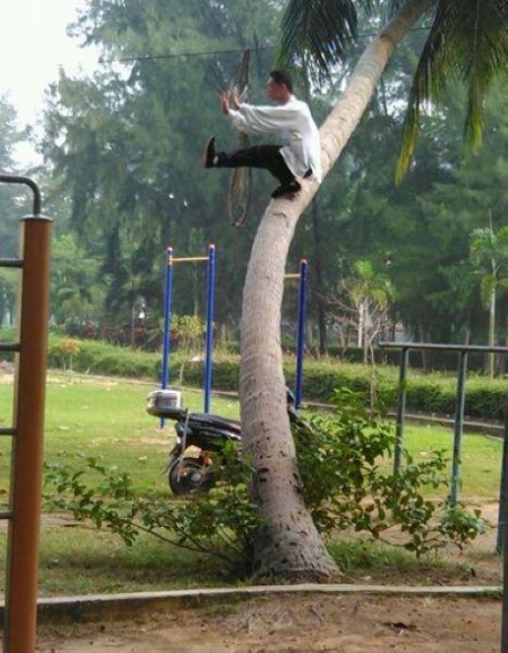 The man stands on the bending trunk of a coconut tree and strikes different kung fu gestures in each photo with composure and ease.