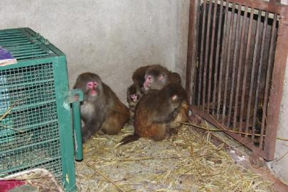 Monkeys confiscated from illegal pet trades.