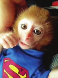 Online photos of a cute mini pet monkey.