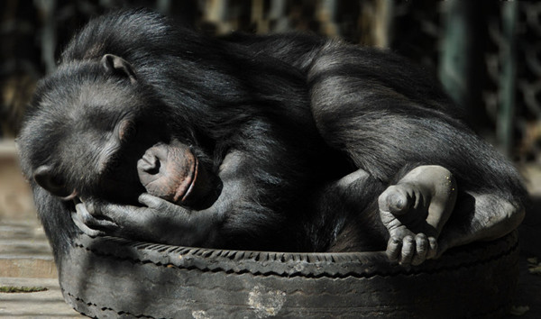 A 13-year-old male chimpanzee, reaches sexual maturity at around 5 to 7 years old.