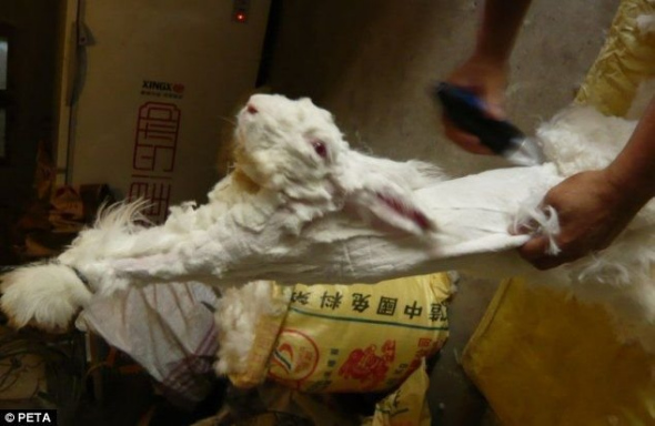 Workers can be seen holding them and tearing off clumps of fur while the animals scream in agony.