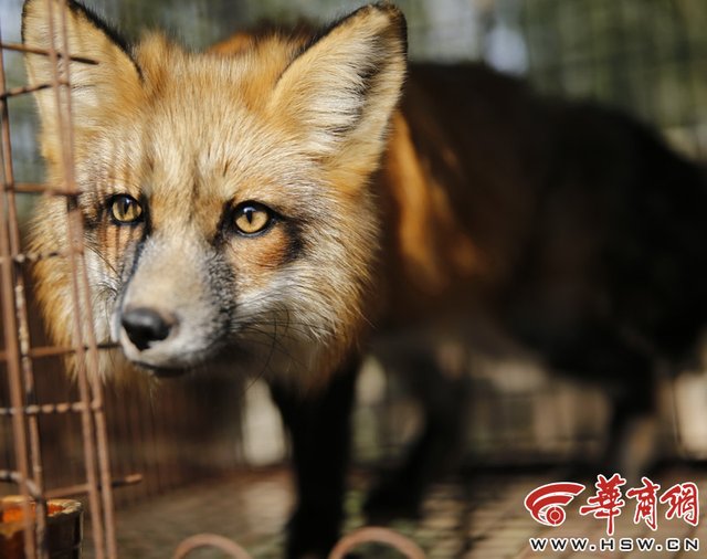 A desperate fox watches its fellows killed and furred. (Photo source: hsw.cn) 