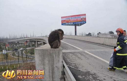 A monkey found at an intersection on a highway in Sichuan province on Thursday hurt two firemen who tried to catch it. (Photo source: Newssc.org)