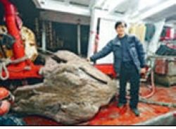 A piece of huge agalwood assessed at one billion Hong Kong dollars ($128 million) was found by a fisherman in Hong Kong. (Photo source: Sing Tao Daily)
