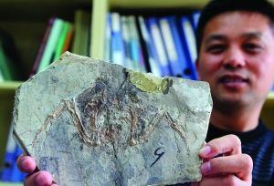 Jiang Baoyu is showing a birds fossil found in the Jehol Biota (Photo source: The Modern Express) 