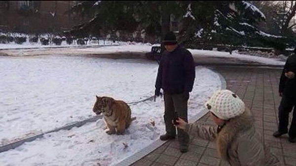Zookeeper surnamed Hu is walking a young tiger at a public park in Jiaozuo, Henan province. (Photo source: Dahe Daily)