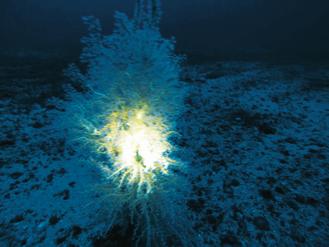 The photo of black coral is taken by Ming-Sheng Lin 104 meters below the sea surface near Green Island off the east coast of Taiwan.
