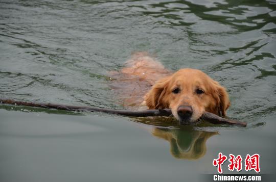 Huangdou picks trash up from Jinjiang River. (Photo source: chinanews.com)