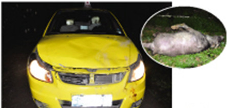 The picture shows a taxi destroyed by a bull running wild on a street in Chongqing. (Photo source: Chongqing Evening News)