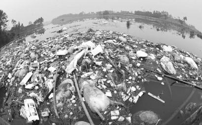 Dead pigs dumped in rivers in Qionglai, Sichuan province, have been found every day for five years in a downstream reservoir. (Photo source: West China Metropolis Daily) 