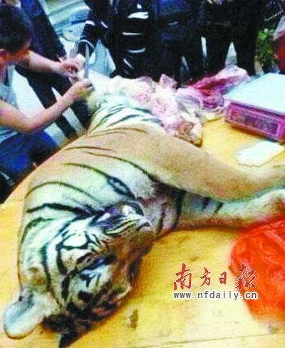 Picture shows the bloody scene of tiger slaughtering in Leizhou, Guangdong province. (Photo source: Nanfang Daily)