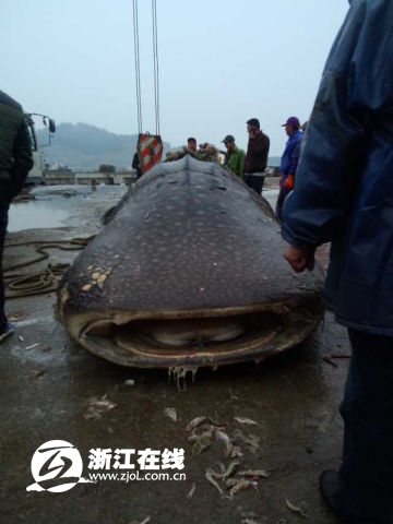 A fisherman in Wenzhou, Zhejiang province, caught a giant 5-ton fish suspected of being an endangered whale shark, cri.cn reported on Friday(Photo source: zjol.com.cn)