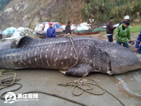 A fisherman in Wenzhou, Zhejiang province, caught a giant 5-ton fish suspected of being an endangered whale shark, cri.cn reported on Friday(Photo source: zjol.com.cn)