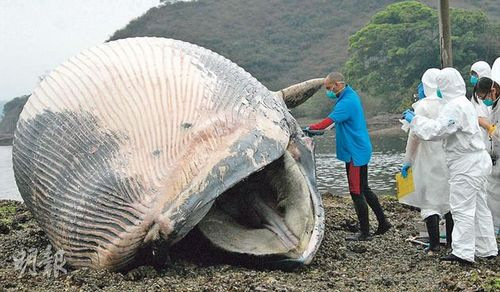 A 10.8-meter whale was found dead on a beach in Tai Po in the New Territories of Hong Kong. (Photo source: Ming Pao)