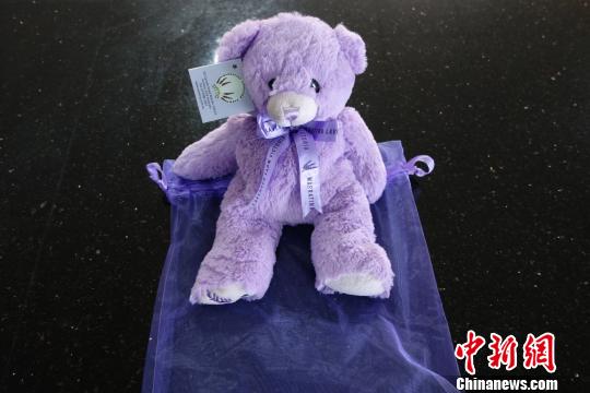 A lavender bear from Australia. [Photo: Chinanews.com / Mao wei]