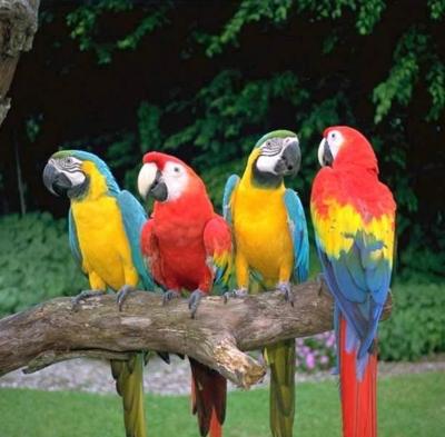 Parrots (file photo)