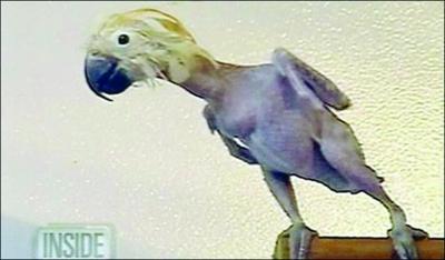 A parrot without feathers. (file photo)