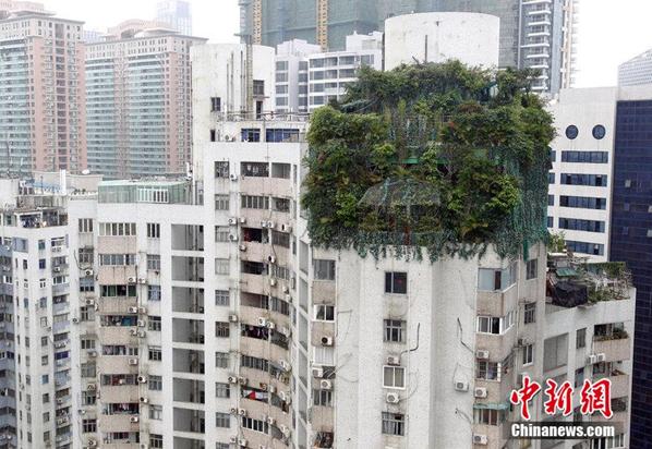 A cluster of plants resembling a forest on top of a 17-story building in Haitang Ge, a neighborhood in Guangzhou, Guangdong province, is suspected of covering an illegal construction project. (Photo source: chinanews.com)