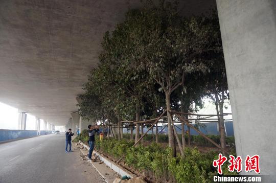 Trees under an overpass in Zhenghzou, Henan provicne, have reached the top of it. (Photo source: chinanews.com)
