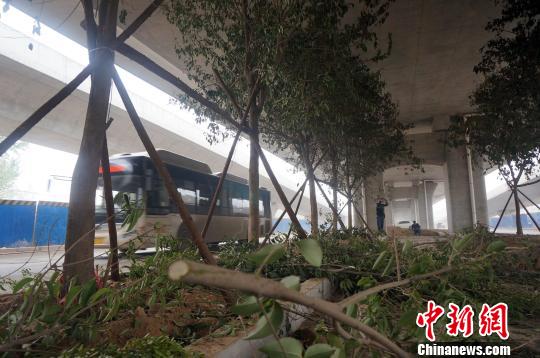 Some branches of the trees are trimmed off. (Photo source: chinanews.com)