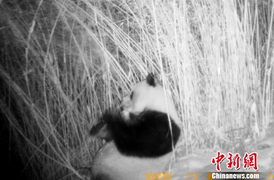 Photos of a wild panda were captured for the second time by infrared cameras at Huanglong Scenic and Historic Interest Area in China's Sichuan province. The photo is the first one recording a wild panda eating. (Photo source: chinanews.com)