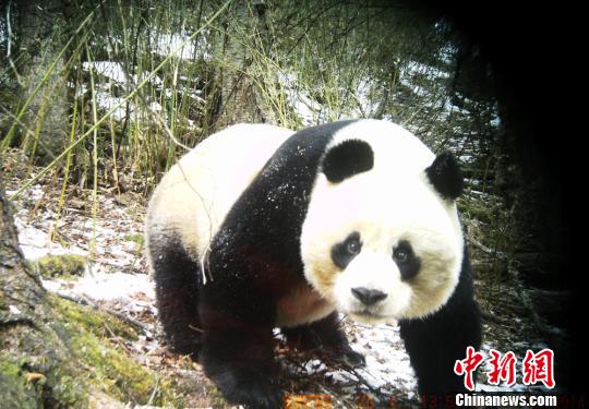 Photos captured by infrared cameras at Huanglong Scenic and Historic Interest Area in Southwest China's Sichuan province show a wild panda sighting in the area, the second time that an adult wild giant panda was spotted in the area within half a year. (Photo source: chinanews.com)