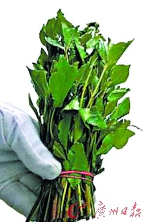 Catha edulis, also known as khat, is a kind of plant native to Africa containing a stimulant. It has been imported by drug dealers and traded at underground drug markets in China. (Photo source: Guangzhou Daily)