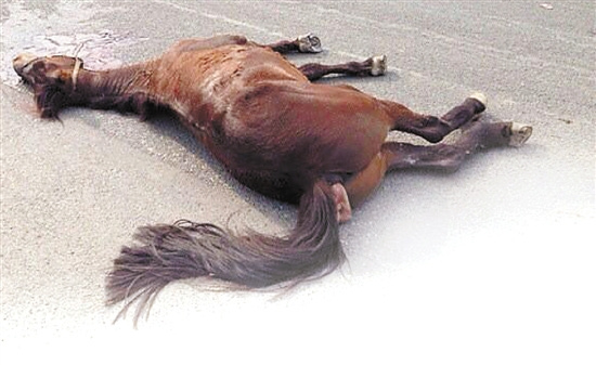 Horse lies on the ground in downtown Wenzhou after hit by a truck. (Photo source: Qianjiang Evening News)