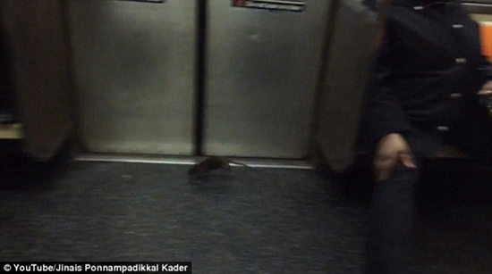 Screenshot of a video shows a rat on the subway of New York, US April 7, 2014. [Photo: CRI]