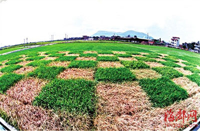 GM rice species turn out to be more resistant to pests and diseases than common ones. [Photo/nhaidu.com]