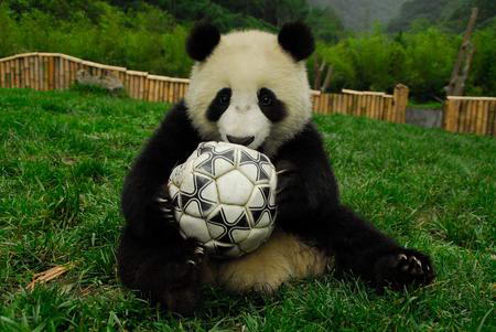 File photo shows a panda plays with a football. (Photo source: sina.com)