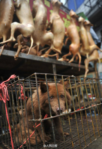 The undated photo shows a caged dog outside a dog meat stall in Yulin, Guangxi. [Photo: the official Sina Weibo account of Peoples Daily]