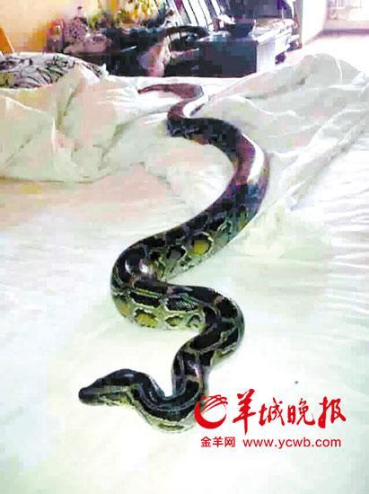 Photo of the huge python. 
